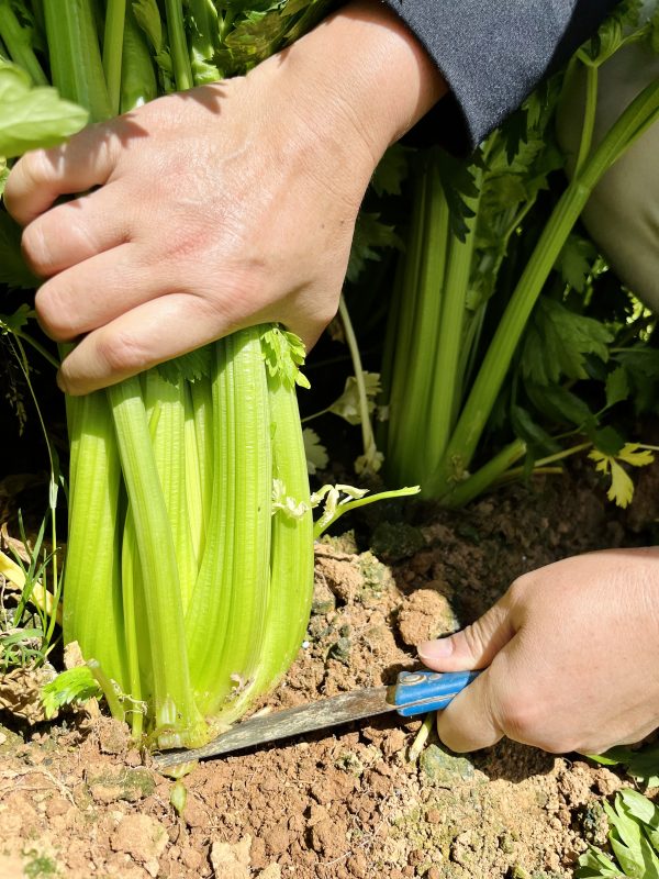 Rau cần tây trồng tại Đà Lạt